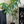 Plant Stem Supports