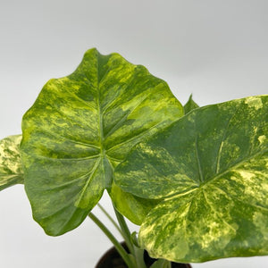 Alocasia gageana ‘Aurea’ 4” Pot – Rare Variegated Alocasia live plant