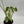 Monstera deliciosa ‘Albo Borsigiana’ 4” Pot – Rare Variegated Monstera live plant