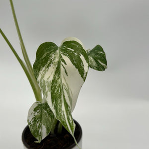 Monstera deliciosa ‘Albo Borsigiana’ 4” Pot – Rare Variegated Monstera live plant