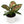 Aglaonema ‘Pink Tricolor’ 4” Pot – Rare Collector’s Tropical Houseplant live plant