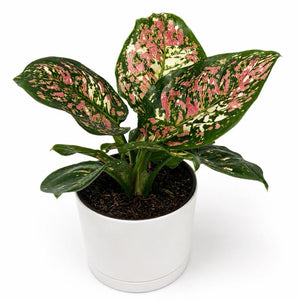Aglaonema ‘Pink Tricolor’ 4” Pot – Rare Collector’s Tropical Houseplant live plant