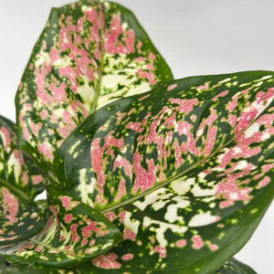 Aglaonema ‘Pink Tricolor’ 4” Pot – Rare Collector’s Tropical Houseplant live plant