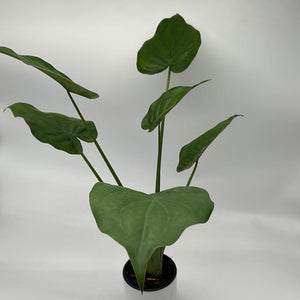 Alocasia cucullata 4” Pot – Tropical Elephant Ear Houseplant live plant