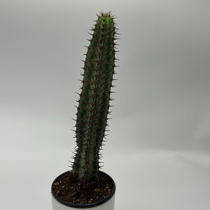 Variegated Euphorbia Candelabra 4” Pot – Rare Variegated Succulent live plant