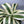 XL Dracaena fragrans ‘White’ 10” Pot – Large Variegated Tropical Houseplant live plant