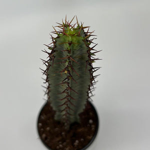 Variegated Euphorbia Candelabra 4” Pot – Rare Variegated Succulent live plant