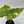 Alocasia gageana ‘Aurea’ 4” Pot – Rare Variegated Alocasia live plant