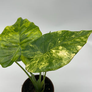 Alocasia gageana ‘Aurea’ 4” Pot – Rare Variegated Alocasia live plant