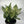 XL Aglaonema ‘Thai Snowflakes’ 8” Pot – Large Rare Variegated Chinese Evergreen live plant