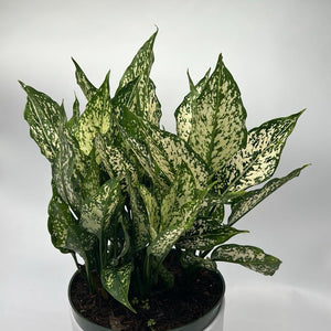 XL Aglaonema ‘Thai Snowflakes’ 8” Pot – Large Rare Variegated Chinese Evergreen live plant