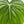 Philodendron ‘McDowell’ 4” Pot – Rare Collector’s Tropical Houseplant live plant