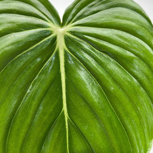 Philodendron ‘McDowell’ 4” Pot – Rare Collector’s Tropical Houseplant live plant