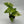 Alocasia gageana ‘Aurea’ 4” Pot – Rare Variegated Alocasia live plant