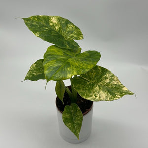 Alocasia gageana ‘Aurea’ 4” Pot – Rare Variegated Alocasia live plant