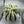 XL Dracaena fragrans ‘White’ 10” Pot – Large Variegated Tropical Houseplant live plant