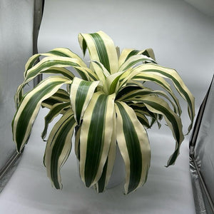 XL Dracaena fragrans ‘White’ 10” Pot – Large Variegated Tropical Houseplant live plant