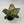 Aglaonema ‘Pink Tricolor’ 4” Pot – Rare Collector’s Tropical Houseplant live plant