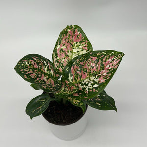 Aglaonema ‘Pink Tricolor’ 4” Pot – Rare Collector’s Tropical Houseplant live plant