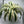 XL Dracaena fragrans ‘White’ 10” Pot – Large Variegated Tropical Houseplant live plant