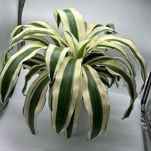 XL Dracaena fragrans ‘White’ 10” Pot – Large Variegated Tropical Houseplant live plant