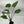 Alocasia cucullata 4” Pot – Tropical Elephant Ear Houseplant live plant