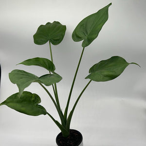 Alocasia cucullata 4” Pot – Tropical Elephant Ear Houseplant live plant