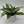 Dieffenbachia ‘Panther’ 6” Pot live plant