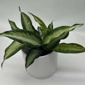 Dieffenbachia ‘Panther’ 6” Pot live plant