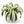 XL Dracaena fragrans ‘White’ 10” Pot – Large Variegated Tropical Houseplant live plant