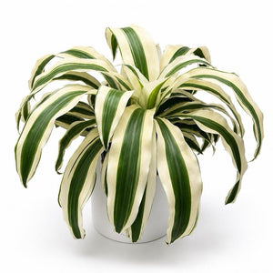XL Dracaena fragrans ‘White’ 10” Pot – Large Variegated Tropical Houseplant live plant