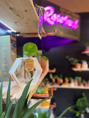 Hexagon Propagation Station