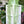 String of Pearls (Curio Rowleyanus)