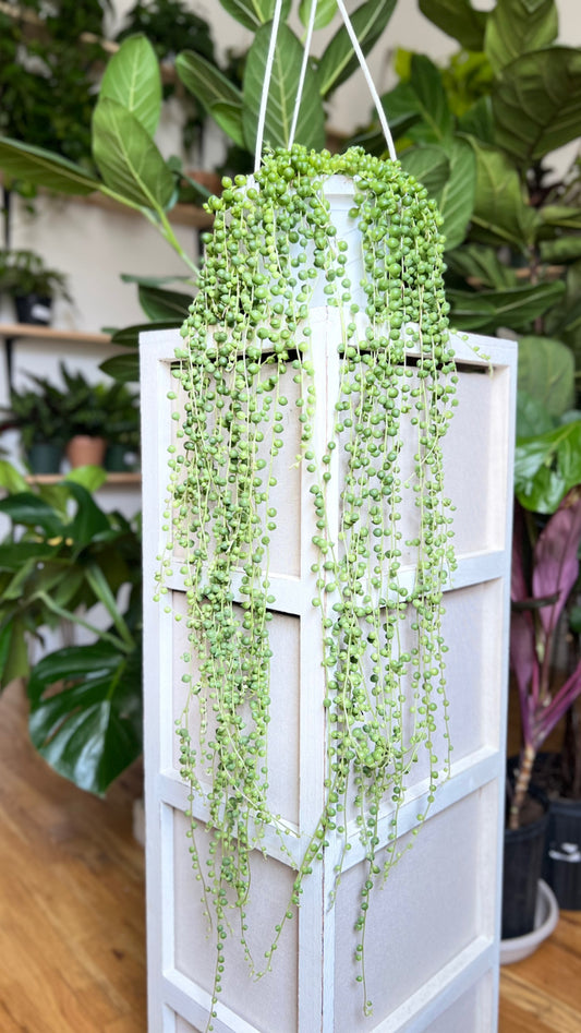String of Pearls Plant Live, Succulent Plants Live in Hanging Basket, Rare Houseplant for Home Office Wedding & Gift Decor