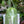 String of Pearls (Curio Rowleyanus)
