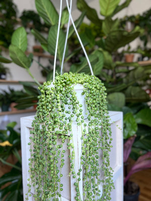 String of Pearls (Curio Rowleyanus)