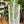 String of Pearls (Curio Rowleyanus)