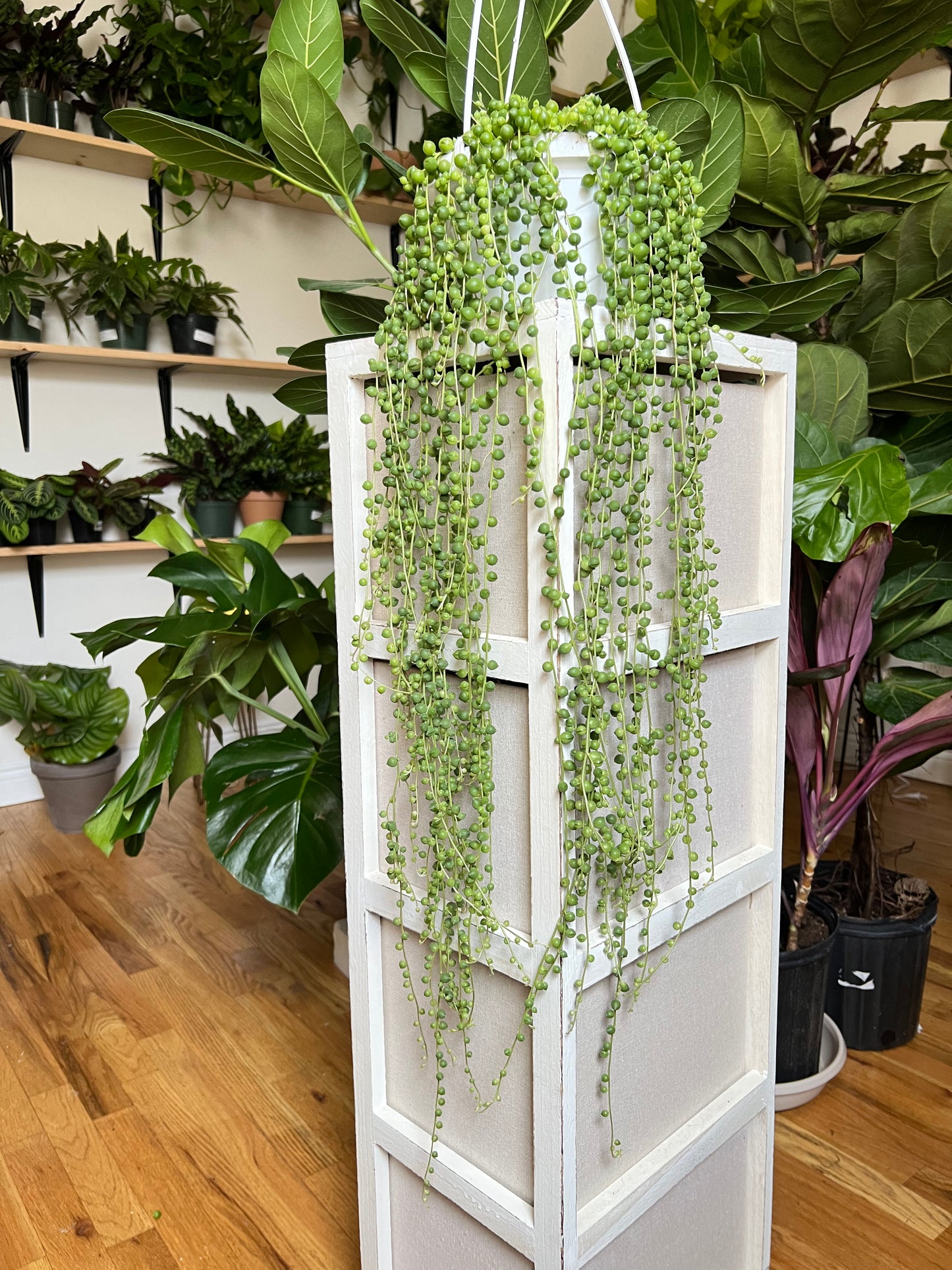 String of Pearls Plant Live, Succulent Plants Live in Hanging Basket, Rare Houseplant for Home Office Wedding & Gift Decor