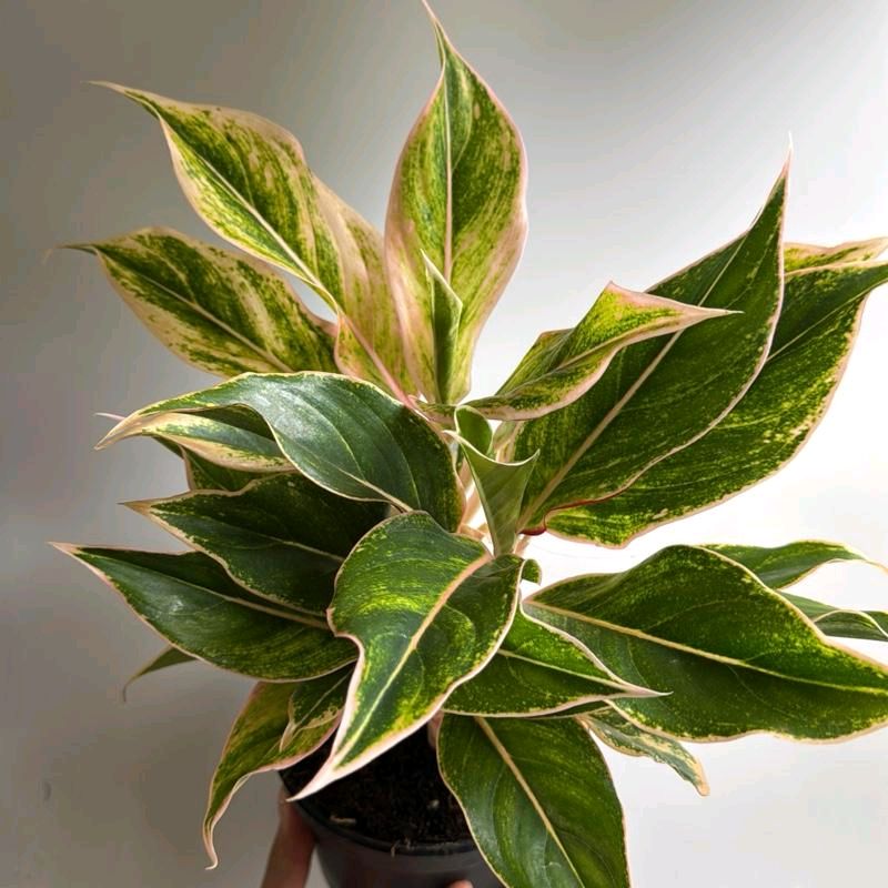 Aglaonema pink panama 6"