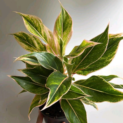 Aglaonema pink panama 6"