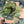 Spooky Mystery Bundle Box - 3 Spooky Plants