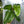 Philodendron Red Emerald