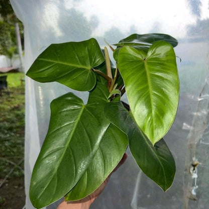 Philodendron Red emerald 6"