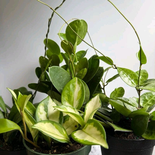 Hoya lovers Bundle Mystery Box - Three Hoya Plants in 4-Inch Pots