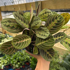 Maranta Red