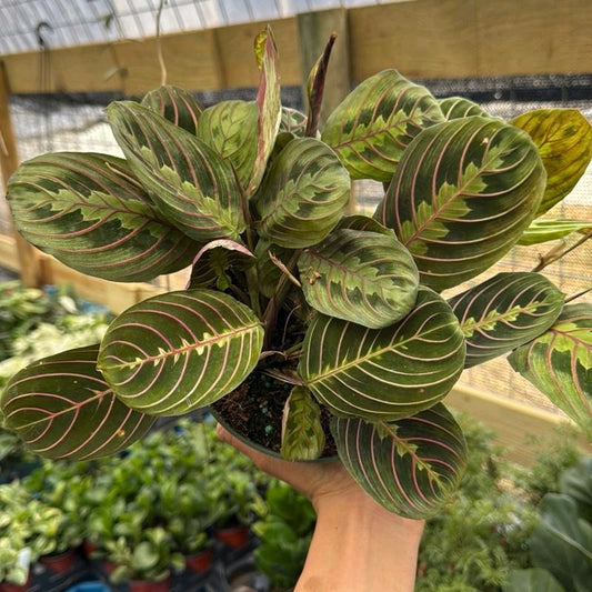 Maranta Red 6"