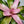 Neoregelia 'Cotton Candy'