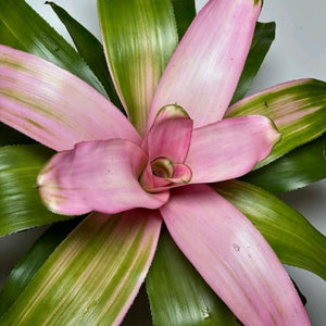 Neoregelia 'Cotton Candy'