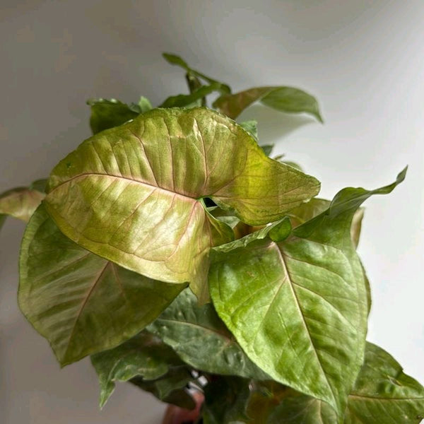 Syngonium Podophyllum 'Maria Allusion'