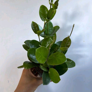 Hoya Australis Green